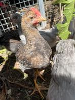 Groenlegger. Creamlegbar x marans x cream legbar, Dieren en Toebehoren, Mannelijk, Kip