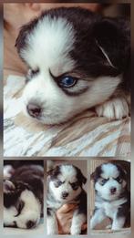 Pomsky pups met husky looks, 8 tot 15 weken, Meerdere dieren, Eén hond, Nederland