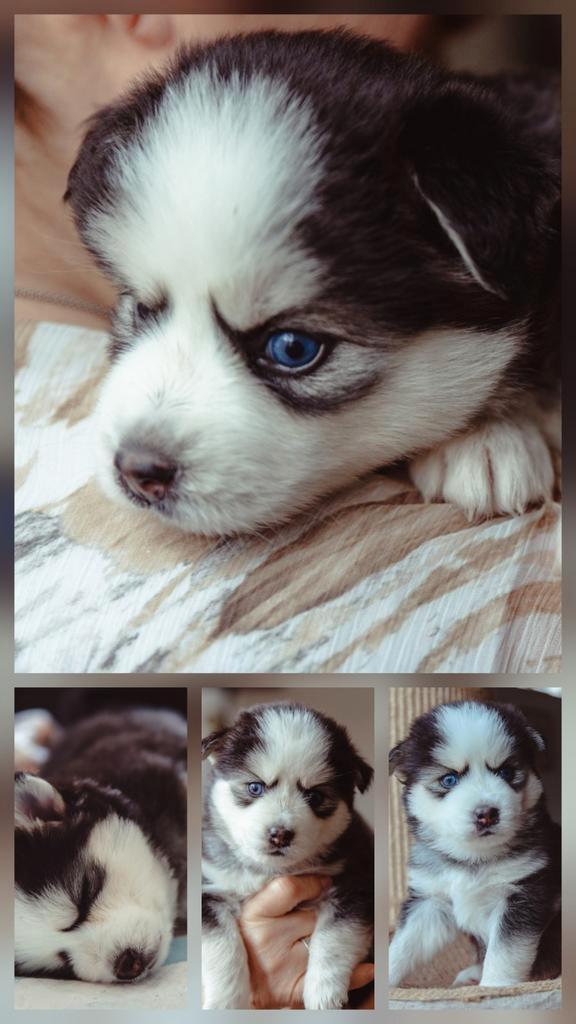 Pomsky pups met husky looks, Dieren en Toebehoren, Honden | Poolhonden, Keeshonden en Oertypen, Meerdere dieren, Particulier, Eén hond
