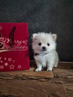 Prachtige witte pomchi meisje, Dieren en Toebehoren, Rabiës (hondsdolheid), 8 tot 15 weken, Teef, Meerdere