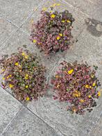 Oxalis Pink Vulcanicola xxl p17, Huis en Inrichting, Kamerplanten, Ophalen of Verzenden, Halfschaduw, Minder dan 100 cm