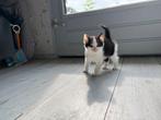 Kittens, Dieren en Toebehoren, Meerdere dieren, Kortharig, 0 tot 2 jaar