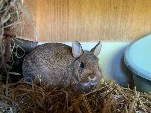 Wildkleur kleurdwerg, Dieren en Toebehoren, Konijnen, Dwerg, Vrouwelijk, 0 tot 2 jaar