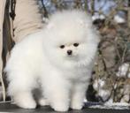 Pomeranian pup, Dieren en Toebehoren, Rabiës (hondsdolheid), Meerdere, Meerdere dieren, Nederland