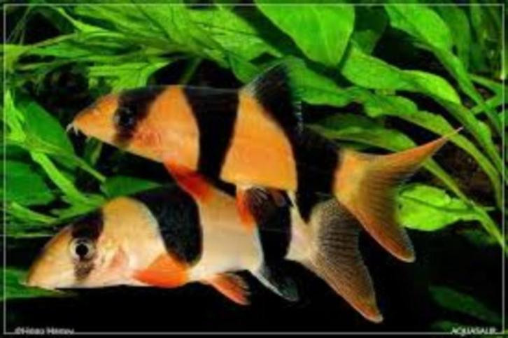 Gezocht Botia's voor de opvang, Dieren en Toebehoren, Vissen | Aquariumvissen, Zoetwatervis, Vis, Schoolvis
