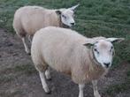 Zwoegervrije SwifTex ooilammeren, Dieren en Toebehoren, Vrouwelijk, Schaap, 0 tot 2 jaar