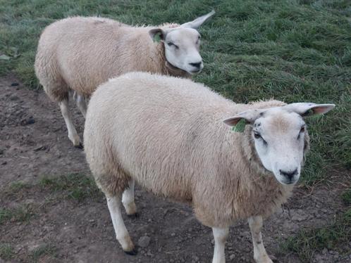 Zwoegervrije SwifTex ooilammeren, Dieren en Toebehoren, Schapen, Geiten en Varkens, Schaap, Vrouwelijk, 0 tot 2 jaar