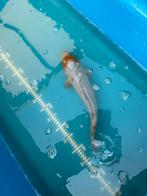 Ochiba shigure - 40 cm, Dieren en Toebehoren, Vissen | Vijvervissen, Karper of Koi