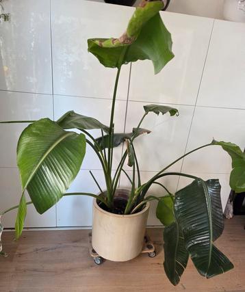 Grote Strelitzia paradijsvogel plant beschikbaar voor biedingen