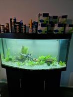 Juwel Vision 260 aquarium incl. Accessoires., Dieren en Toebehoren, Vissen | Aquaria en Toebehoren, Ophalen, Gebruikt, Leeg aquarium