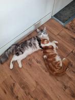 Hele leuke polydactyle Maincoon kittens : met stamboom, Dieren en Toebehoren, Katten en Kittens | Raskatten | Langhaar, Meerdere dieren