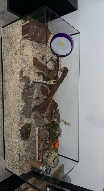 hamster terrarium (eerste foto is als voorbeeld) beschikbaar voor biedingen