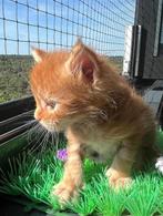 Rode Maine Coons – lieve mini-leeuwtjes zoeken een thuis!, Dieren en Toebehoren, Katten en Kittens | Raskatten | Langhaar, Meerdere dieren