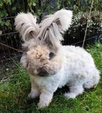 Raszuiver Engels Angora konijnen max full face!, Dieren en Toebehoren, Konijnen, Meerdere dieren, Dwerg