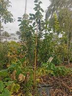 Fruitbomen, Tuin en Terras, Planten | Bomen, Volle zon, Lente, 100 tot 250 cm, Overige soorten