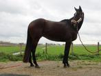 Lieve ruin, Dieren en Toebehoren, Ruin, Recreatiepaard, 3 tot 6 jaar