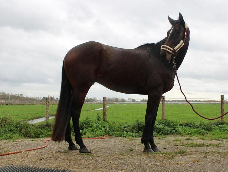 Lieve ruin, Dieren en Toebehoren, Paarden, Ruin, 3 tot 6 jaar, Recreatiepaard