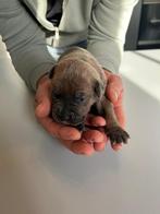 Cane corso pups, Dieren en Toebehoren, Rabiës (hondsdolheid), Overige rassen, 8 tot 15 weken, Meerdere