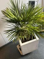 Palm + Plantenbak, Tuin en Terras, Ophalen, Kunststof, Vierkant, Zo goed als nieuw