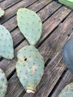 Cactus ( opuntia ), Tuin en Terras, Planten | Tuinplanten, Zomer, Overige soorten, Ophalen