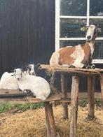 2 bokjes, Dieren en Toebehoren, Schapen, Geiten en Varkens, Mannelijk