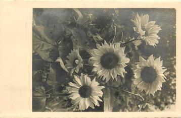 (701-364-039) Bloemen beschikbaar voor biedingen