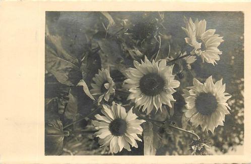 (701-364-039) Bloemen, Verzamelen, Ansichtkaarten | Themakaarten, Natuur, Verzenden