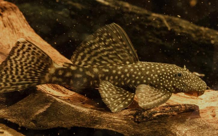 Koppel borstelneus algeneters (man & vrouw), Dieren en Toebehoren, Vissen | Aquariumvissen, Vis