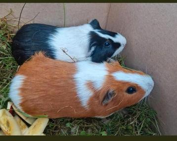 super knappe jonge cavia mannen - schitterende kleuren
 beschikbaar voor biedingen