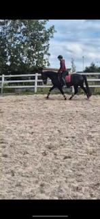 Zoek jij een leuk recreatie paard?, Dieren en Toebehoren, Paarden, B, Gechipt, Ruin, 7 tot 10 jaar