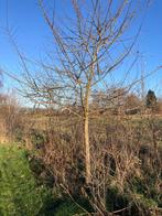 Grote iep boom zelf uitgraven gratis, Tuin en Terras, Planten | Bomen, Ophalen, Volle zon, Overige soorten, 250 tot 400 cm
