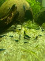 Blauwe garnalen, Dieren en Toebehoren, Vissen | Aquariumvissen, Kreeft, Krab of Garnaal