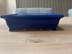 Bonsai schaal blauw, Ophalen of Verzenden, Zo goed als nieuw, Aardewerk, Minder dan 40 cm