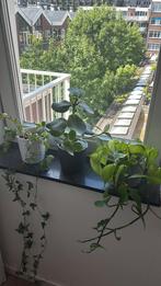 3 plants + pots, Ophalen, Minder dan 30 cm, Minder dan 60 cm, Rond