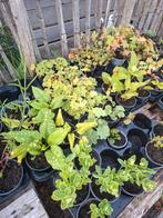 Vaste planten / stekjes €1,- per stuk, Tuin en Terras, Planten | Tuinplanten, Volle zon, Vaste plant, Lente, Ophalen