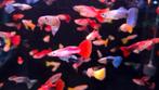 Mooie Guppy man mix - Gup - Koidream Valburg, Dieren en Toebehoren, Vissen | Aquariumvissen, Vis, Zoetwatervis