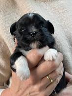 Boomer- shih tzu pups, Dieren en Toebehoren, Overige rassen, 8 tot 15 weken, Parvo, Meerdere
