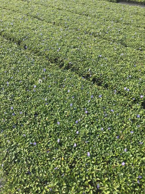 Vinca minor bodembedekkers | vaste planten maagdenpalm, Tuin en Terras, Planten | Tuinplanten, Bodembedekkers, Halfschaduw, Ophalen of Verzenden