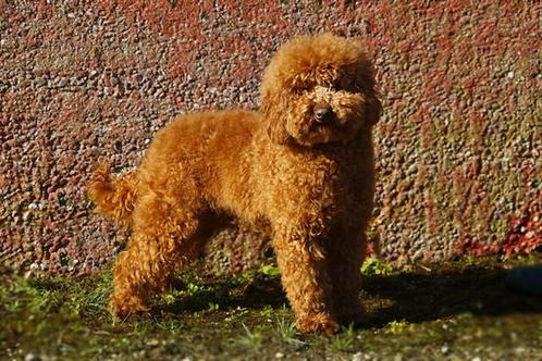 Poedel Dekreu (Met FCI stamboom en NHSB nr ), Dieren en Toebehoren, Honden | Dekreuen, Reu, Fokker | Hobbymatig, Meerdere, Nederland