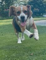 2 lieve beagle zusjes zoeken nieuw baasje, Dieren en Toebehoren, Honden | Beagles, Bassets en Lopende honden, Beagle, CDV (hondenziekte)