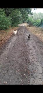 Hondenoppas hondenopvang, hondenhotel, hondenpension, opvang, Ophalen