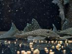 L128 Blue Phantom Pleco, Vis, Zoetwatervis