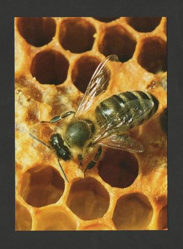 Bij op Raat Anthophila Honingbij Bienen Bees. beschikbaar voor biedingen