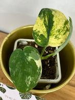 Scindapsus Jade Satin Variegata #1, Ophalen of Verzenden, Voorjaar, Volle zon