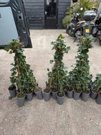 Hedera super nette frisse planten 100 cm in pot + stok 2,95, Ophalen, Vaste plant, Bloeit niet, Halfschaduw