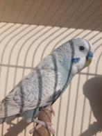 GEZOCHT bf bw melanistic parkieten, Vrouwelijk, Parkiet, Geringd