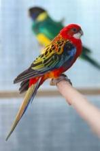 Te koop gevraagd Rosella rosella's, Vrouwelijk, Parkiet