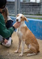 Waar mag deze leuke pup Ivy komen wonen?, Dieren en Toebehoren, Particulier, 15 weken tot 1 jaar, Buitenland, Teef