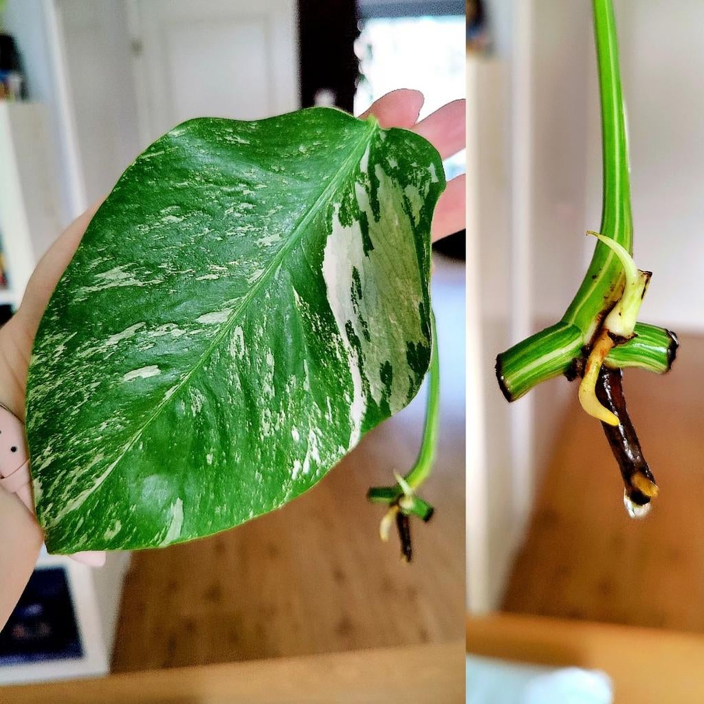 Monstera variegata stek, Huis en Inrichting, Kamerplanten, Ophalen, Halfschaduw, Minder dan 100 cm
