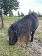 Lieve shetlander merrie, Dieren en Toebehoren, Pony's, Merrie, Met stamboom, A pony (tot 1.17m), 11 jaar of ouder
